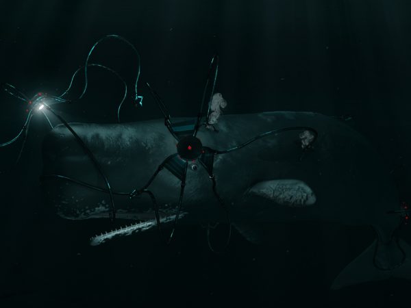 Attack The Whale